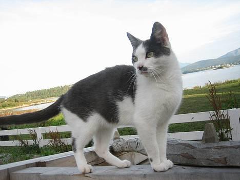 Blanding af racer bollis billede 3