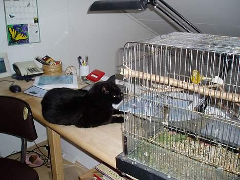 Blanding af racer Sorte billede 1