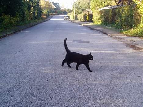 Blanding af racer Sorte billede 2