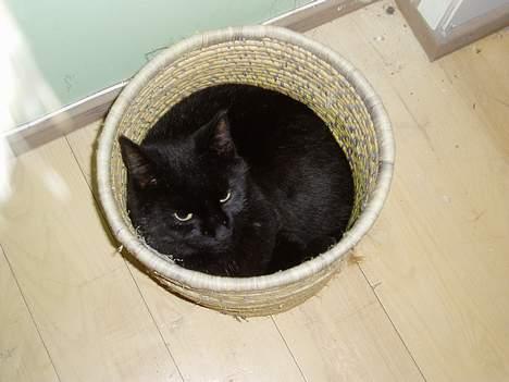 Blanding af racer Sorte billede 3