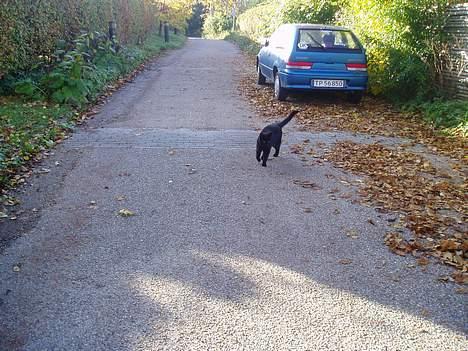 Blanding af racer Sorte billede 4