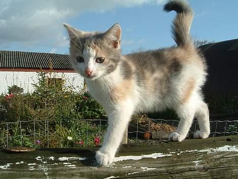 Blanding af racer Milly billede 1