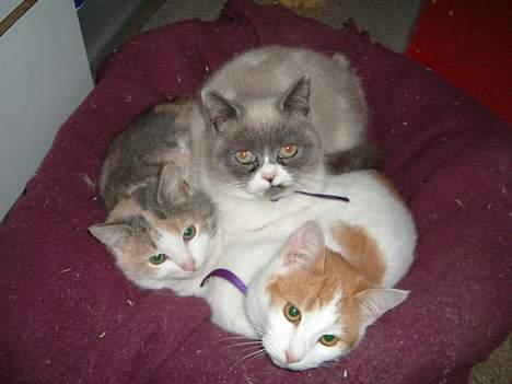 Blanding af racer Milly - Milly er nederst til venstre billede 2