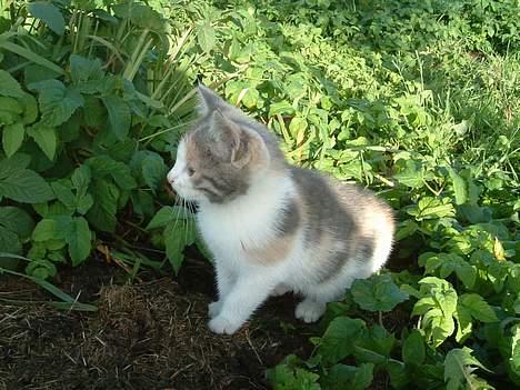 Blanding af racer Milly billede 3