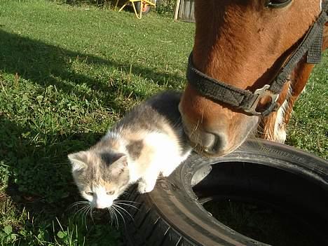 Blanding af racer Milly - Huff! Fæl ponny! billede 4