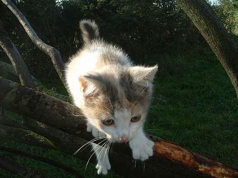 Blanding af racer Milly - Er jeg ikke bare sød!! billede 5