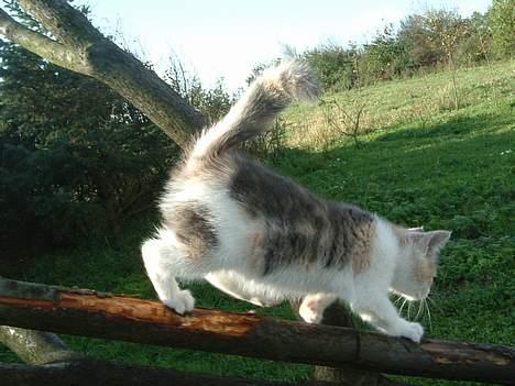 Blanding af racer Milly - Milly på tokt billede 6