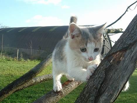 Blanding af racer Milly - Fikk deg! billede 7