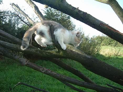 Blanding af racer Milly billede 8