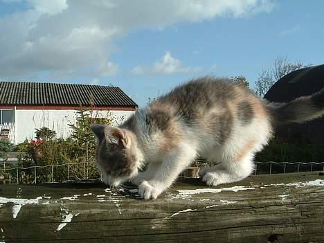 Blanding af racer Milly billede 10