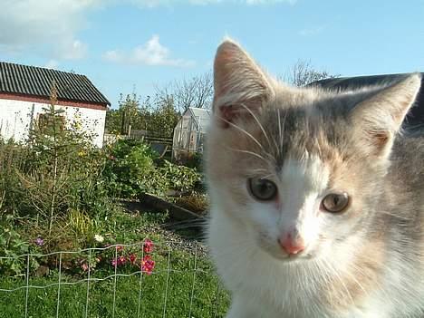 Blanding af racer Milly billede 9