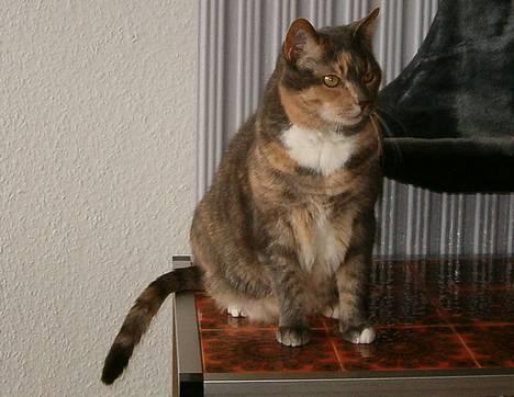 Blanding af racer Matilde - Jeg er smuk... Det siger min mor selv!!! billede 1