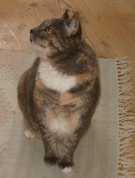 Blanding af racer Matilde - Også smuk i profil... billede 2