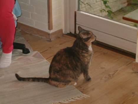 Blanding af racer Matilde - Forstår mine "forældre" ikke at jeg vil UD!!! billede 3