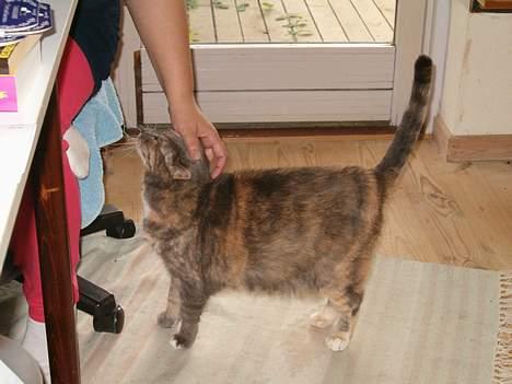 Blanding af racer Matilde - Jeg er jo lige her... kæl mig... billede 4