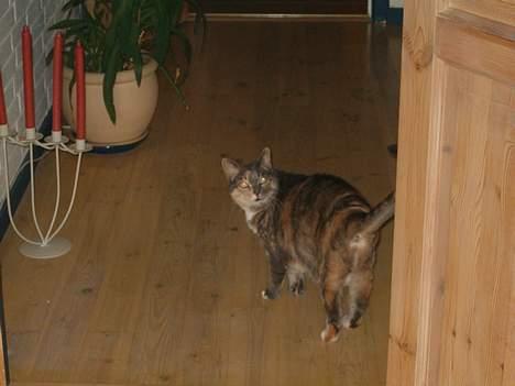 Blanding af racer Matilde - Kom lige med... Jeg er sulten!!! billede 5