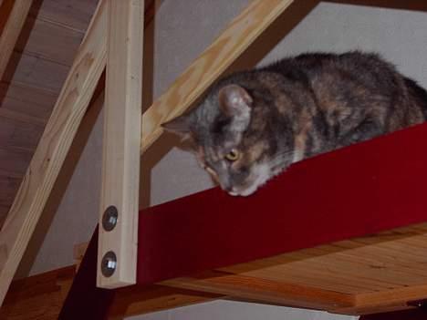 Blanding af racer Matilde - Hvad laver I dernede??? billede 6