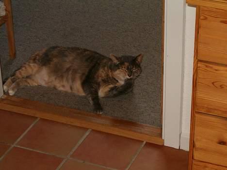 Blanding af racer Matilde - Sådan ordner jeg mine negle... ;-) billede 7