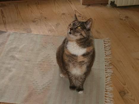 Blanding af racer Matilde - Ja, jeg er smuk!!! billede 8