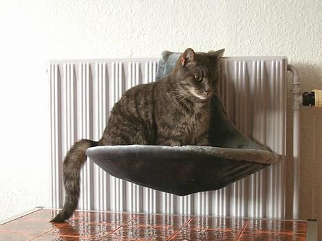 Blanding af racer Mille - Mig, og min radiatorseng...  billede 4