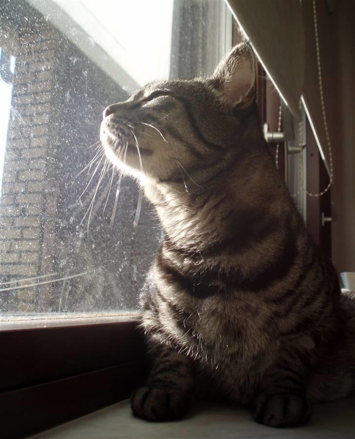 Blanding af racer Albus Dumbledore - Albus i vores potteplanteskjulerdims billede 1