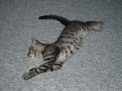 Blanding af racer Albus Dumbledore - Uhh.. Vi strækker ud billede 2