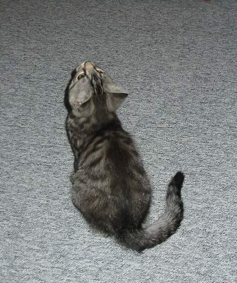 Blanding af racer Albus Dumbledore - Det er såååå spændende.. billede 3