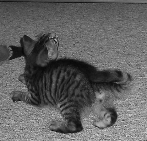 Blanding af racer Albus Dumbledore - Jeg skal nok fange den! billede 4