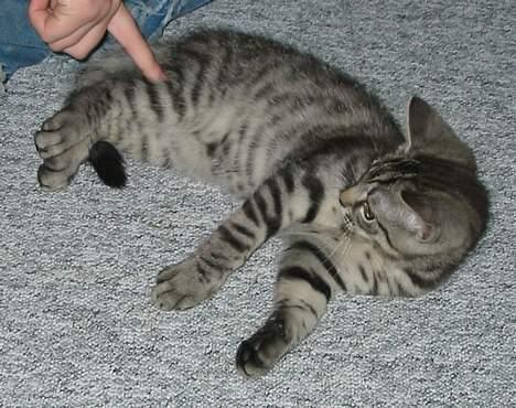 Blanding af racer Albus Dumbledore - Hvorfor prikker du på mig? billede 5