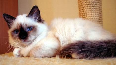 Hellig Birma Beckkara´s Spirit - Spirit, hos Mary Back da vi købte hende, 14 uger gammel billede 1