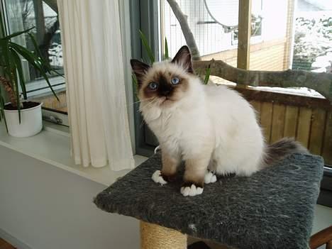 Hellig Birma Beckkara´s Spirit billede 2