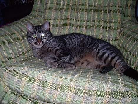 Blanding af racer Zimba billede 8