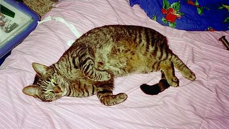 Blanding af racer Zimba billede 9