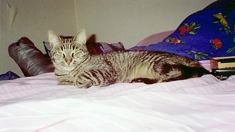 Blanding af racer Zimba billede 10