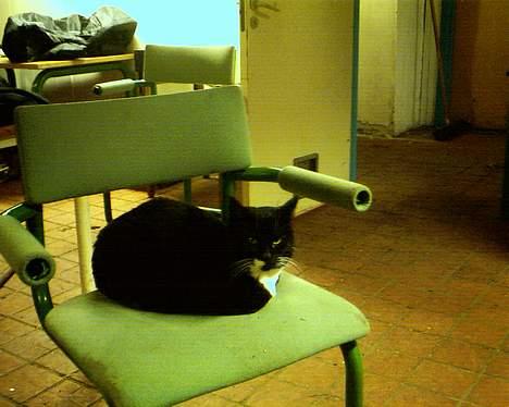 Blanding af racer Sorte mis billede 2