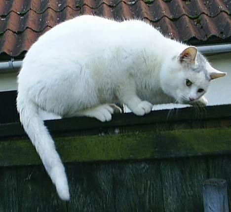 Huskat Max  - Lurer lige billede 7