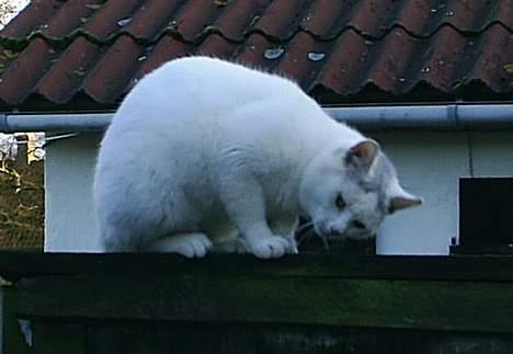 Huskat Max  - Gør mig lige til  billede 8