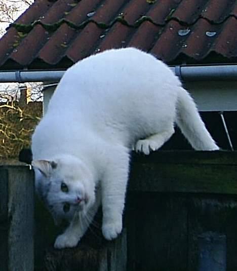 Huskat Max  - Det klør altså lige der *SS* billede 9