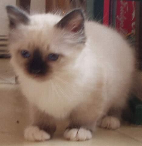 Hellig Birma Beckkara´s Spirit - Har netop modtaget dette billede fra Sverige af Spirti som lille :-)) billede 3