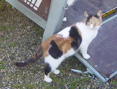 Blanding af racer Misse-mor billede 1