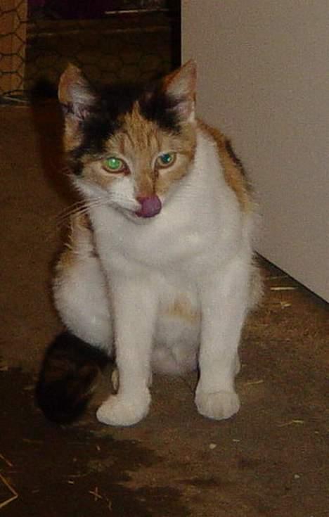 Blanding af racer Misse-mor billede 2