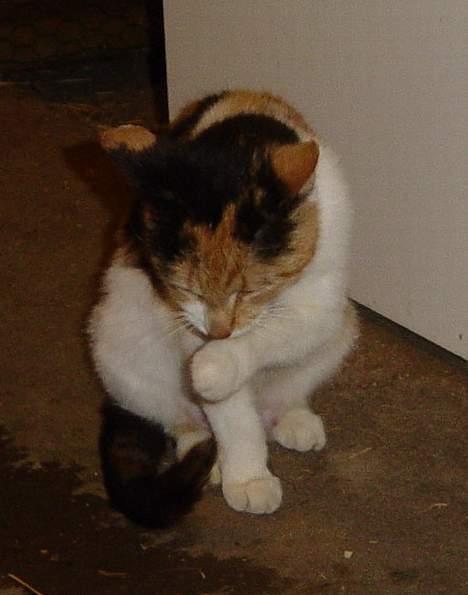 Blanding af racer Misse-mor billede 3