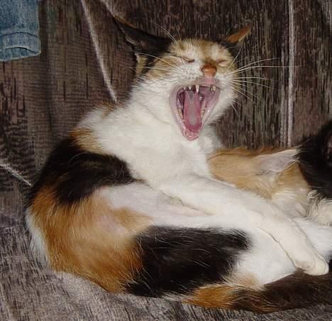 Blanding af racer Misse-mor billede 4