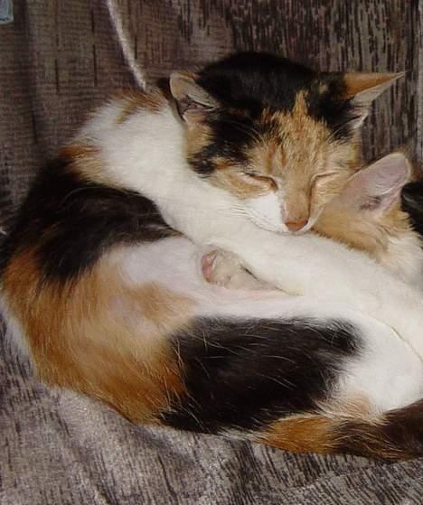 Blanding af racer Misse-mor billede 5