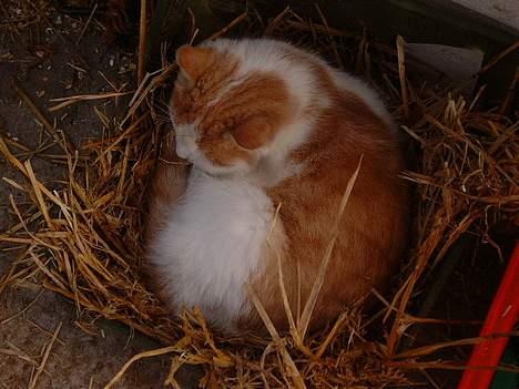 Blanding af racer Bell (Død) - Hvad skal jeg her i?? billede 7