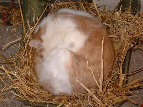 Blanding af racer Bell (Død) - Sov sov billede 8