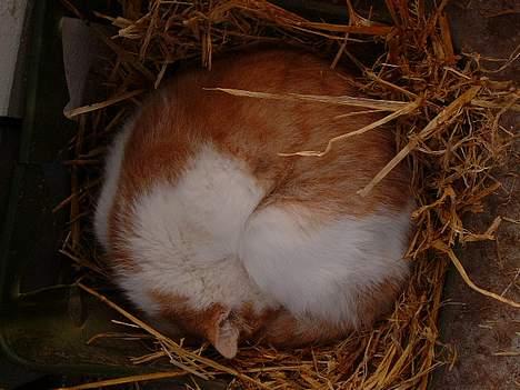 Blanding af racer Bell (Død) billede 9