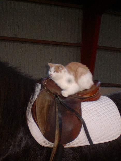 Blanding af racer Bell (Død) - Katte kan også ride hehe:P billede 10