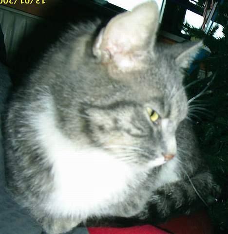 Blanding af racer Emil - Emil, overvejer at springe på Terror der fjoller rundt på gulvet*S* billede 8