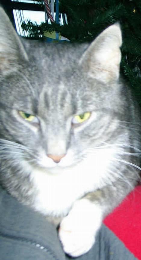 Blanding af racer Emil - Smukke Emil, tager et køligt overblik *S* billede 9